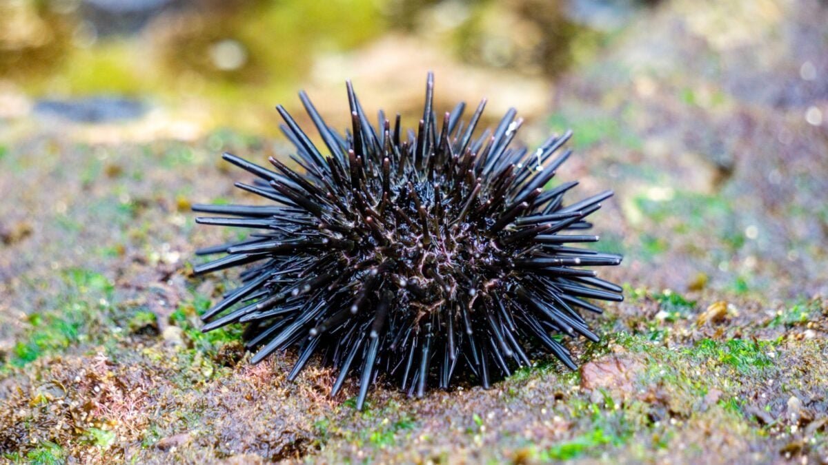 Sea urchins are basically brains covered in wings, studies have found