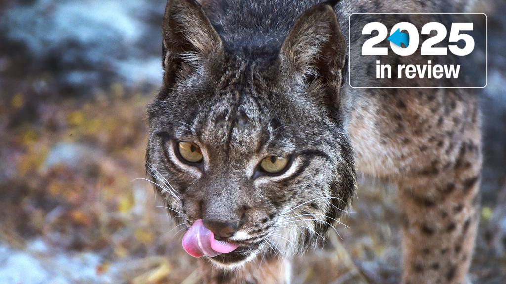 From science to sports: These are the stories that lifted the mood in 2025