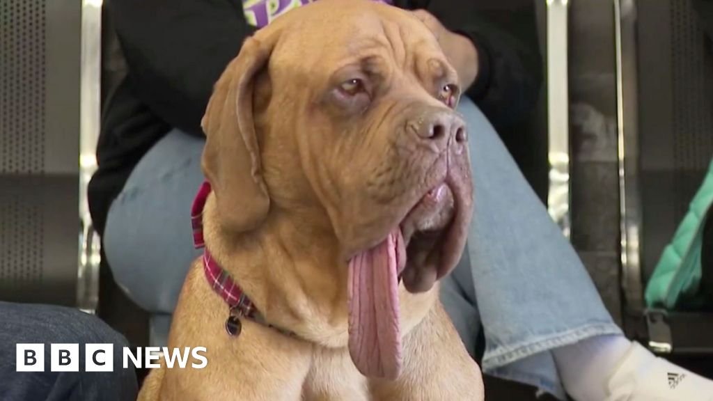 Ozzie sets Guinness World Record for longest dog tongue