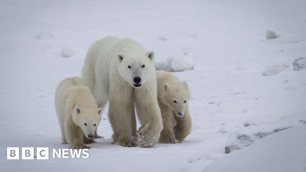 Polar bear mother adopts cub, rare case
