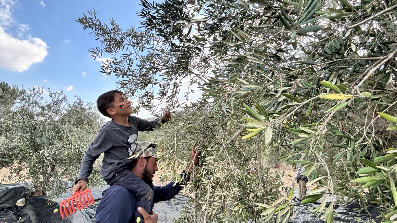 West Bank olive harvest worst in years, presses silent Israel-Palestinian conflict news