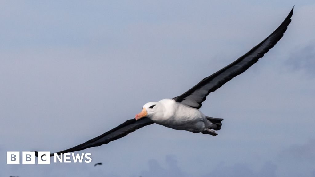 Saving South Africa’s threatened albatrosses from deadly fishing lines