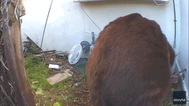 550-pound bear living in California home failed to capture