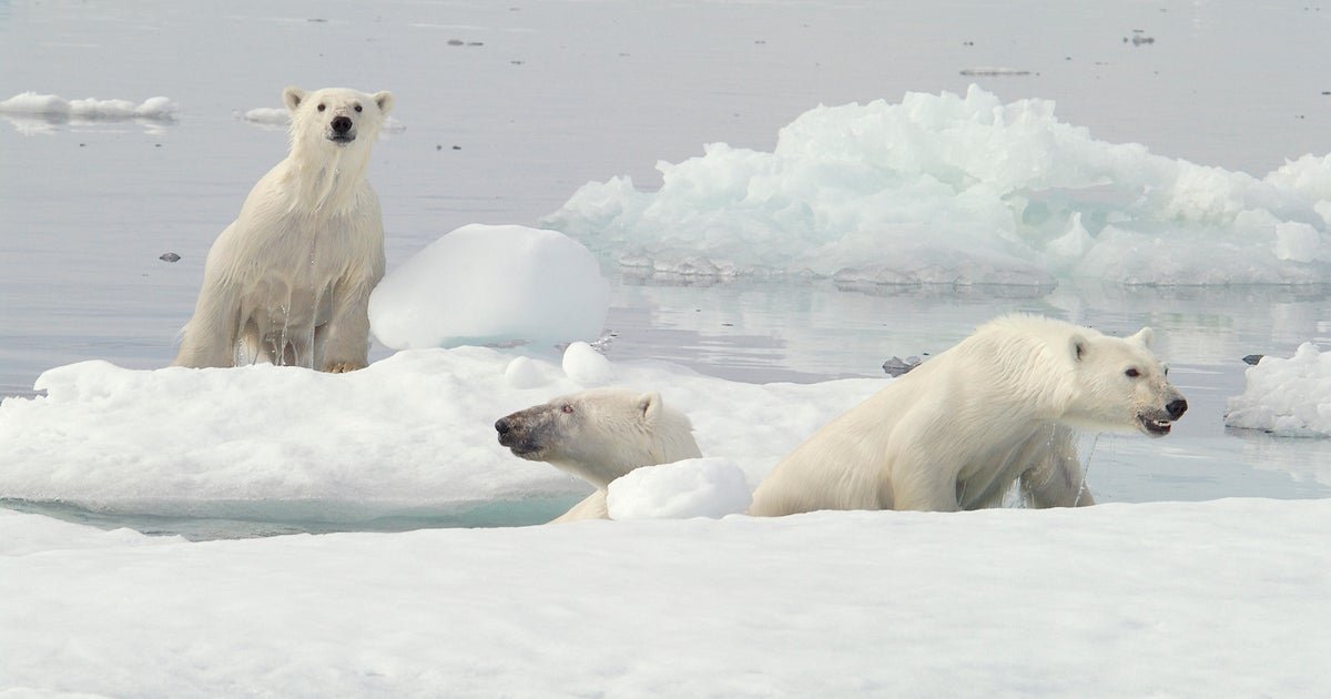 Researchers witness a rare polar bear adoption, capturing video of a female caring for a cub that isn’t hers