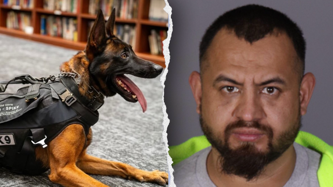Gang member who killed California police K-9 was illegal immigrant