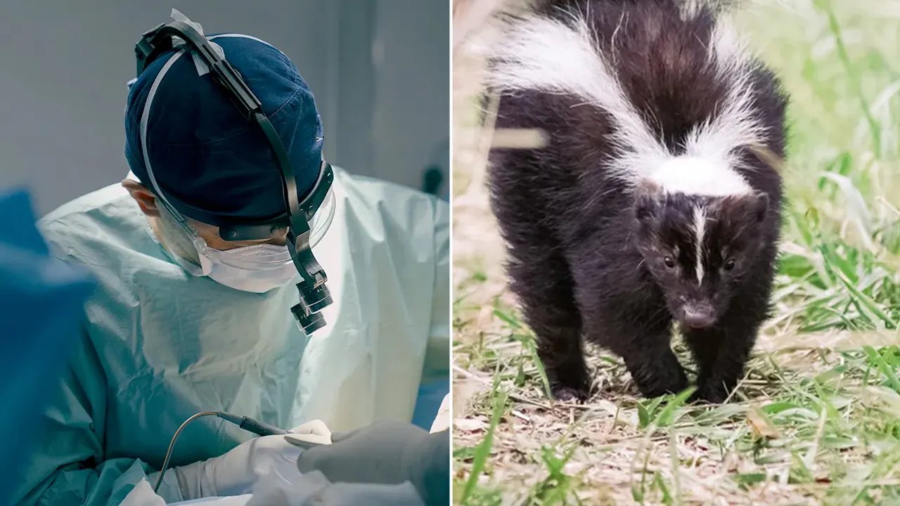Kidney transplant recipient dies of rabies after donor scratched by skunk: CDC