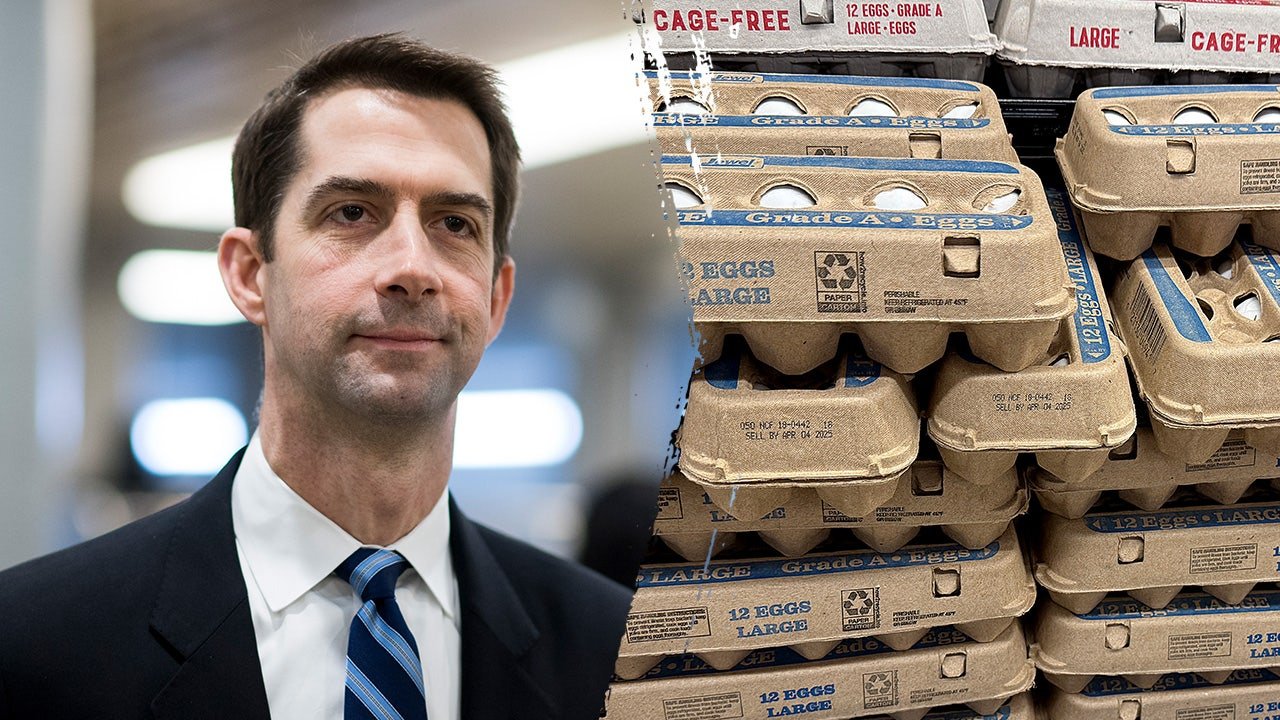 Cotton bill aims to lower egg prices as household affordability comes under pressure