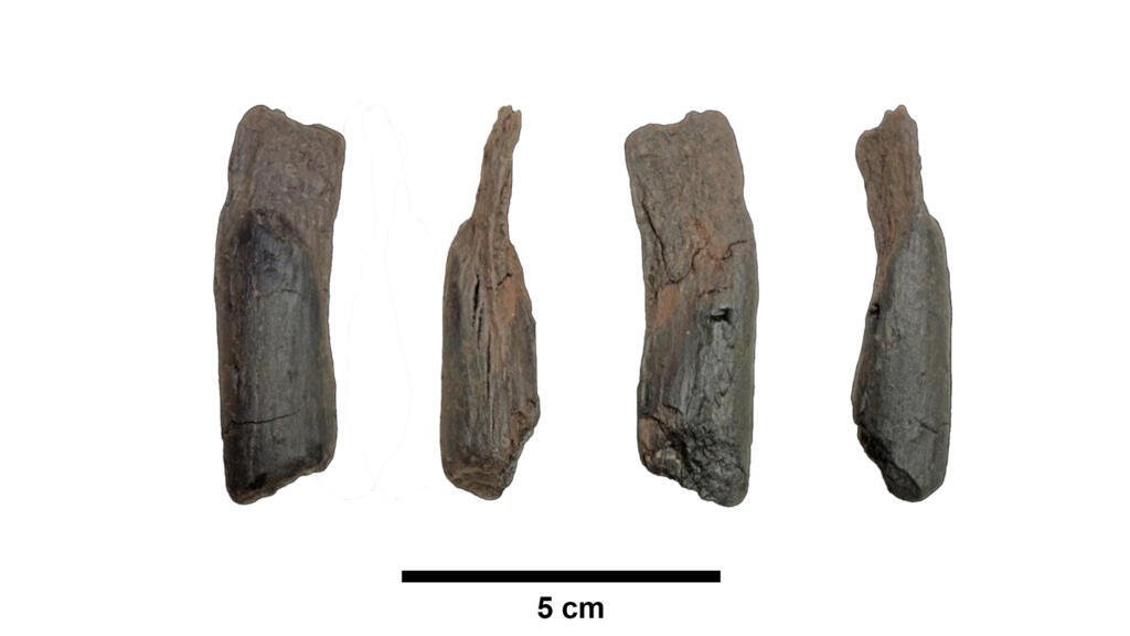 Bright side: Researchers glimpse early signs of human technology with oldest wooden tools