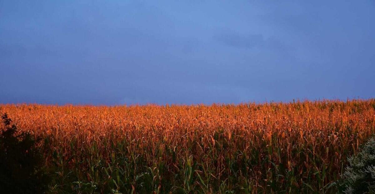Corn closes with Wednesday’s gains