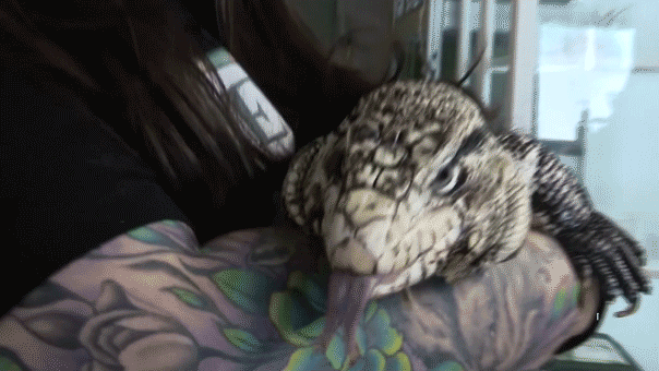 Exotic Tegu ‘Snowstorm Lizard’ Found Buried Alive in Rhode Island Snowstorm