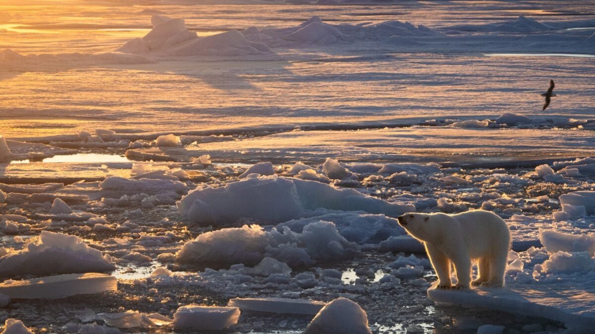In the Sea of Melting Ice, These Polar Bears Did Something Unexpected