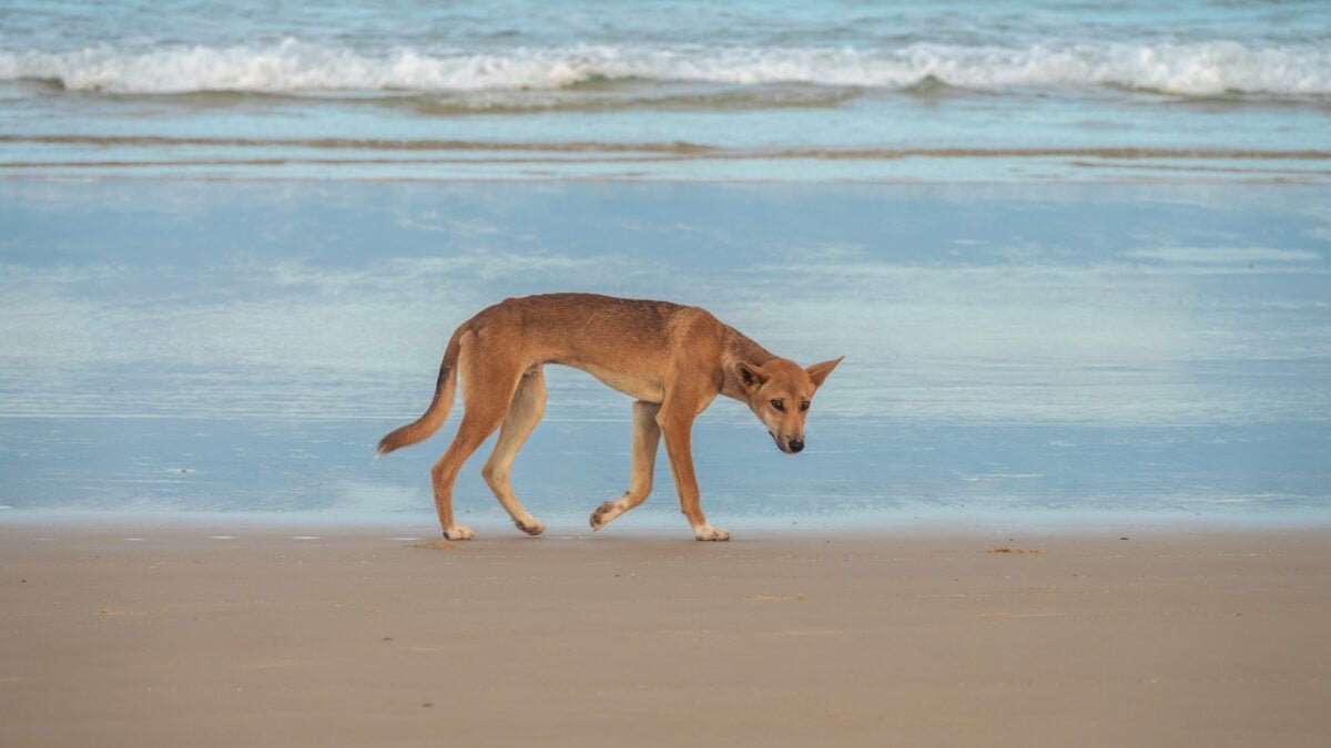 Tragic Death of Canadian Backpacker Prompts Dingo Cull. Here’s Why It’s the Wrong Move