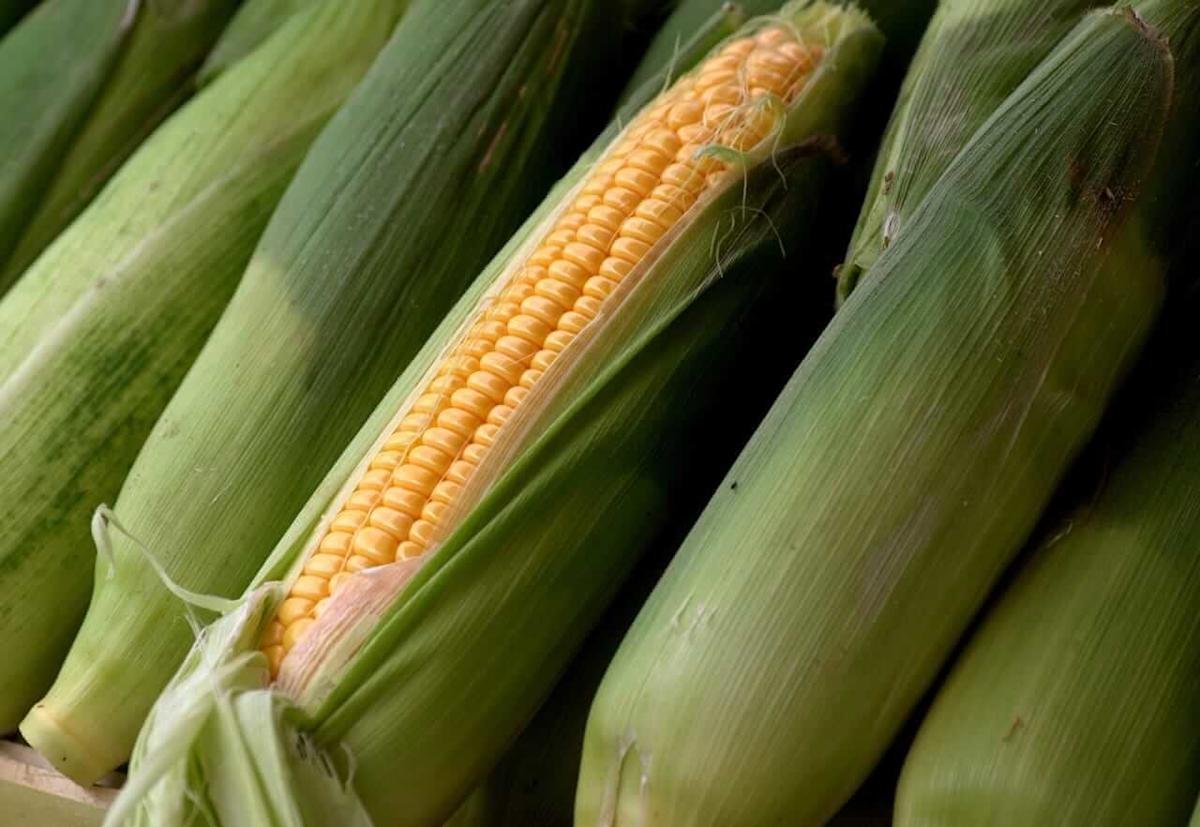Corn closes firmer Tuesday as USDA cuts enforcement