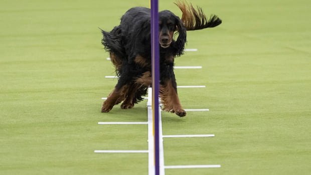 IN PICTURES | Best of Westminster Kennel Club dog show