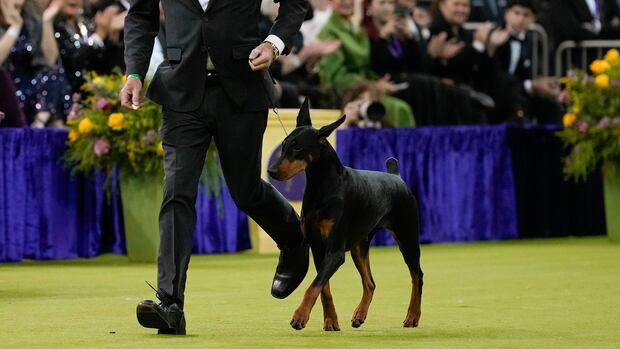 Doberman Penny wins the 150th Westminster Kennel Club Dog Show