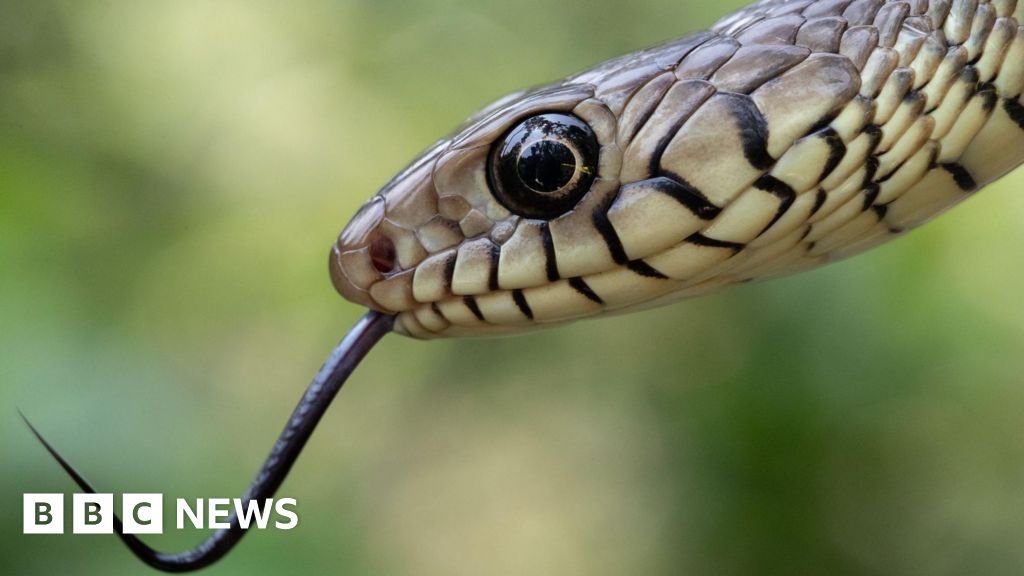 India’s snakebite crisis kills tens of thousands every year