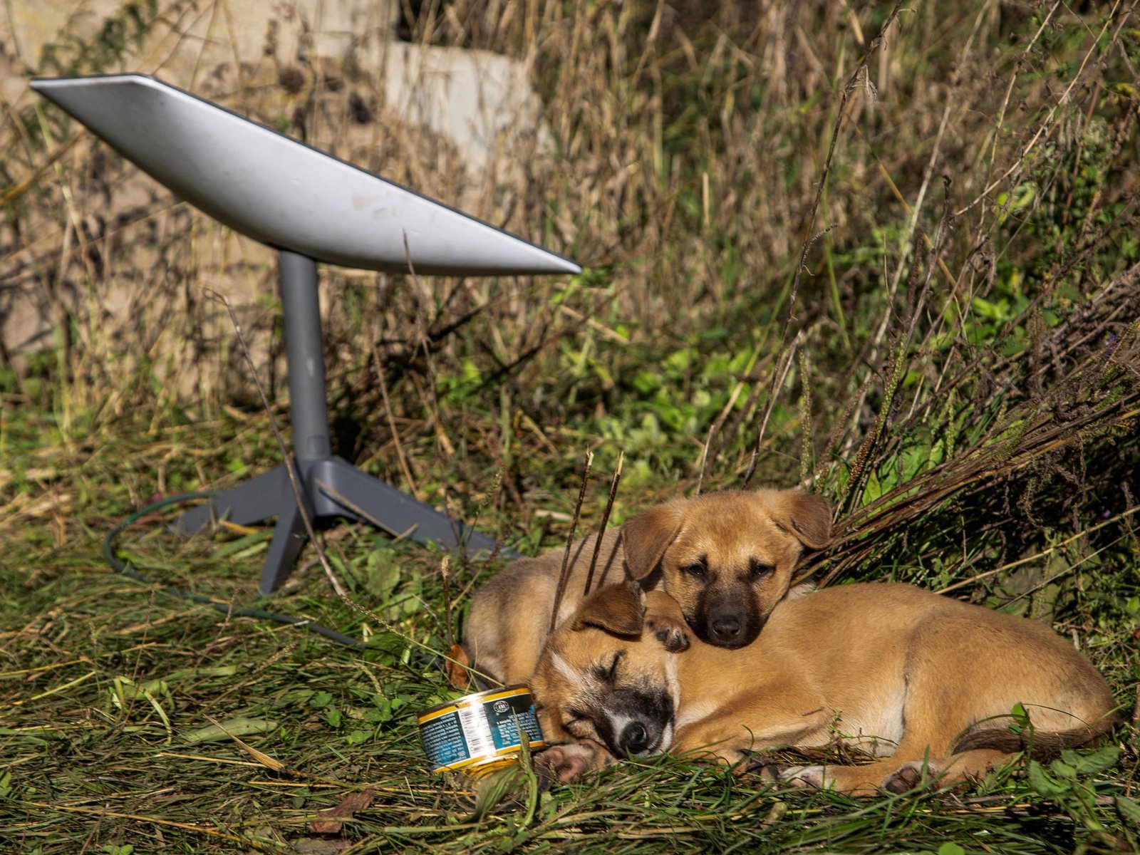 What impact will the Starlink terminal being cut off have on Russia’s actions in Ukraine? |Russia-Ukraine War News