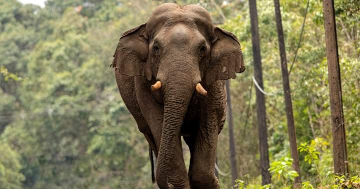 Tourist trampled to death by elephant in Thailand park, third man to be killed – National