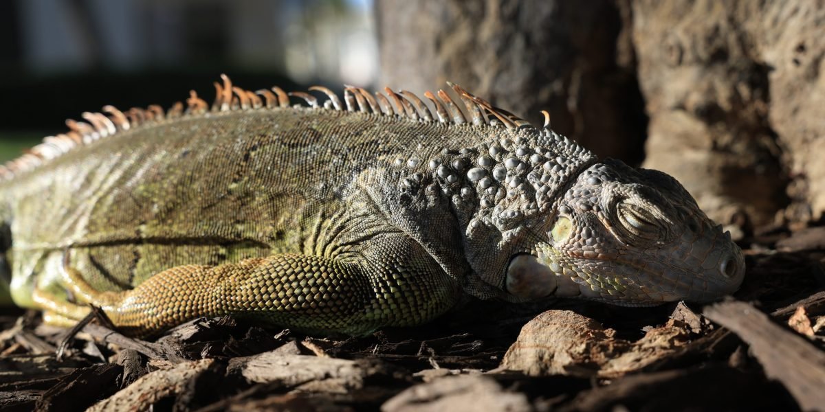It’s so cold in Florida that iguanas are falling out of trees
