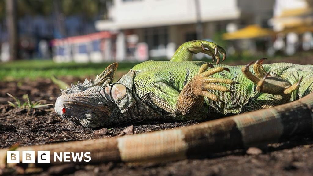 Florida iguana ‘cold-stunned’ and falls from tree