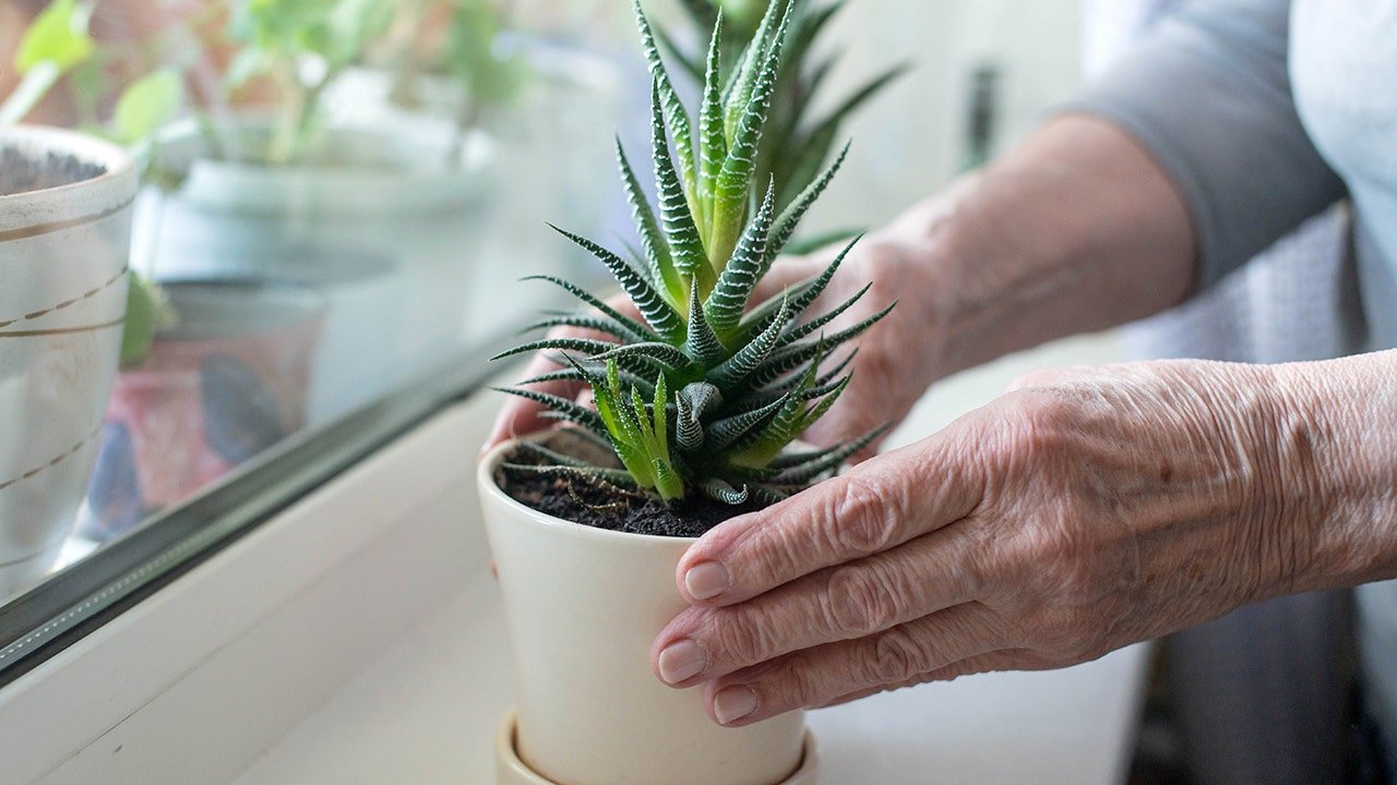 Scientists discover aloe vera compound may fight Alzheimer’s disease