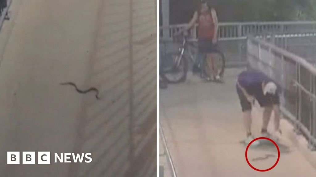 Passengers at Sydney train station frightened by snake