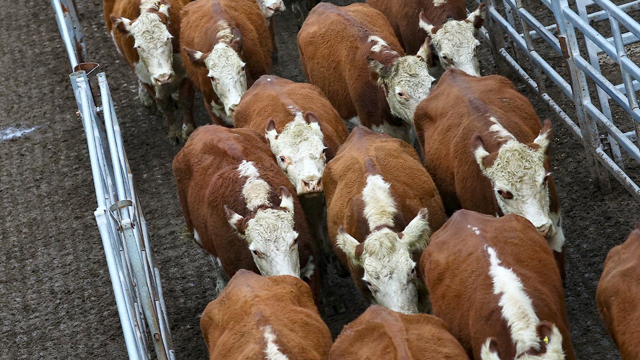 Trump signs executive order to increase imports of Argentine beef amid high prices