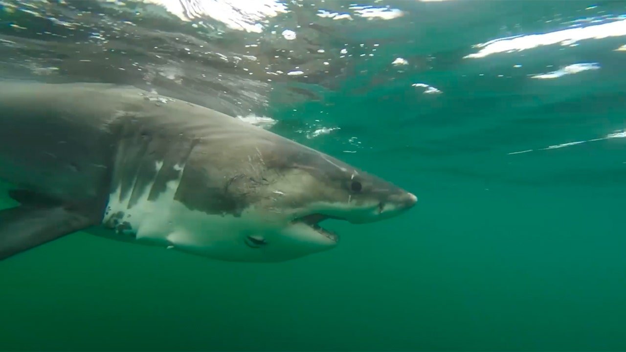 Ernst, a female great white shark spotted off the Mississippi coast in Gulf waters