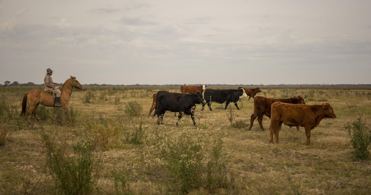 Increasing beef imports from Argentina won’t do much to reduce costs for consumers, experts say