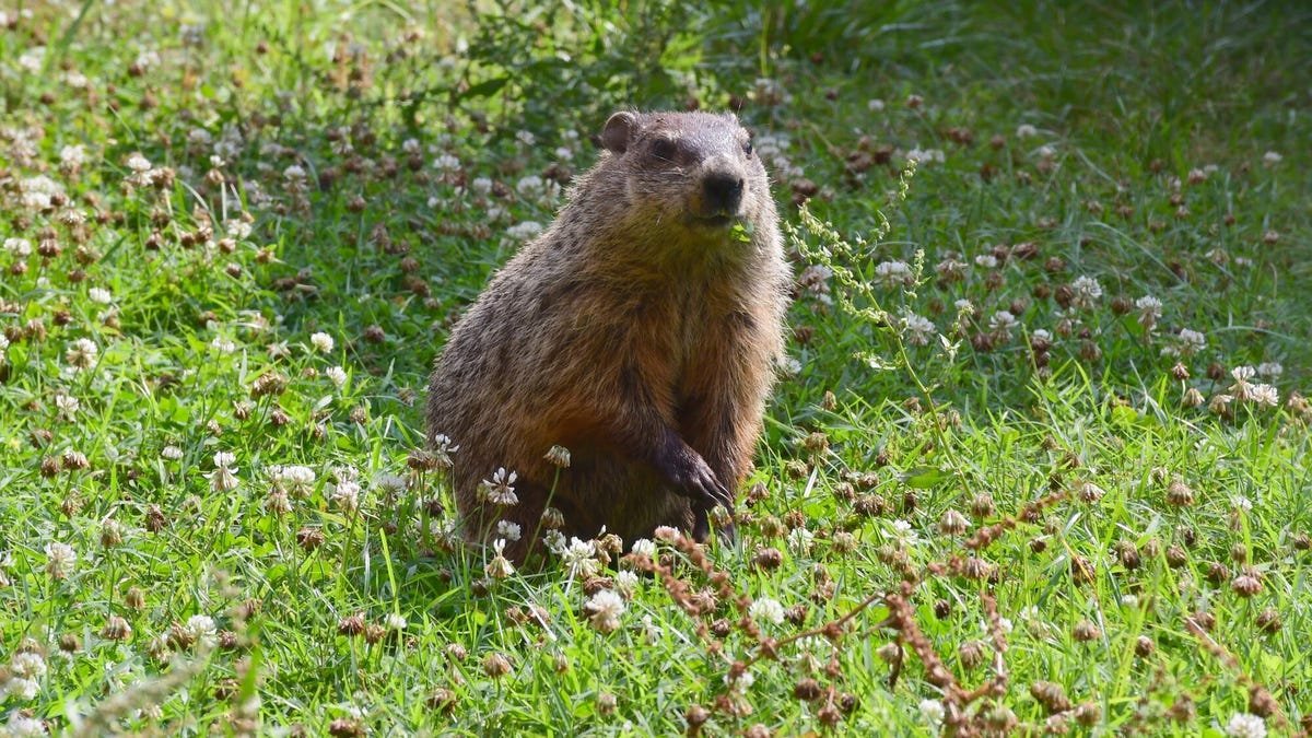 I asked AI to predict the weather. It’s About Dependability as a Groundhog