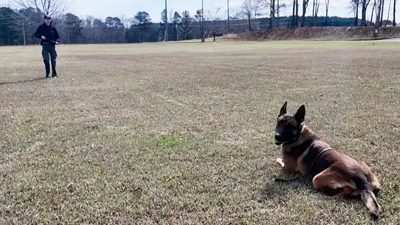K9 hit by car still helps catch bank robbery suspect in Georgia