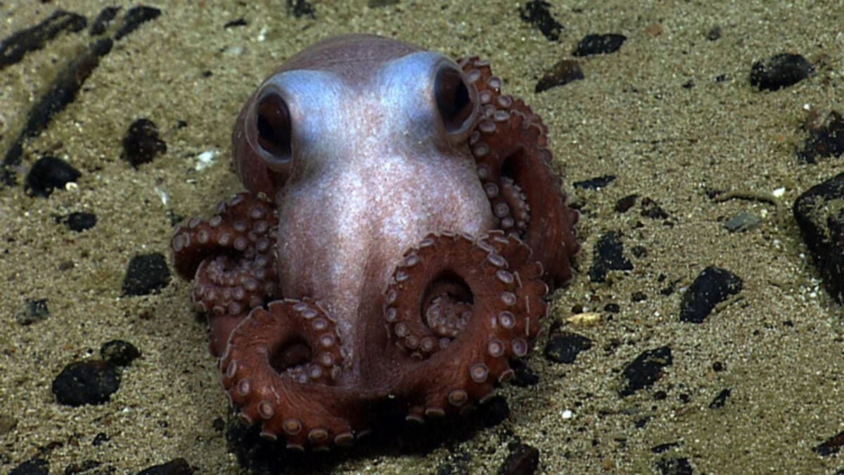 Trump just destroyed the Atlantic’s Only Marine Monument