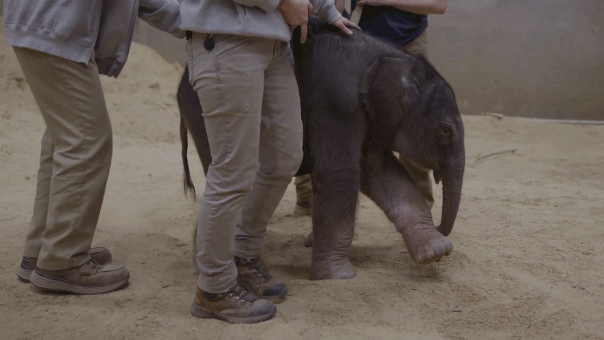 First Asian elephant baby born at Smithsonian’s National Zoo after 25 years