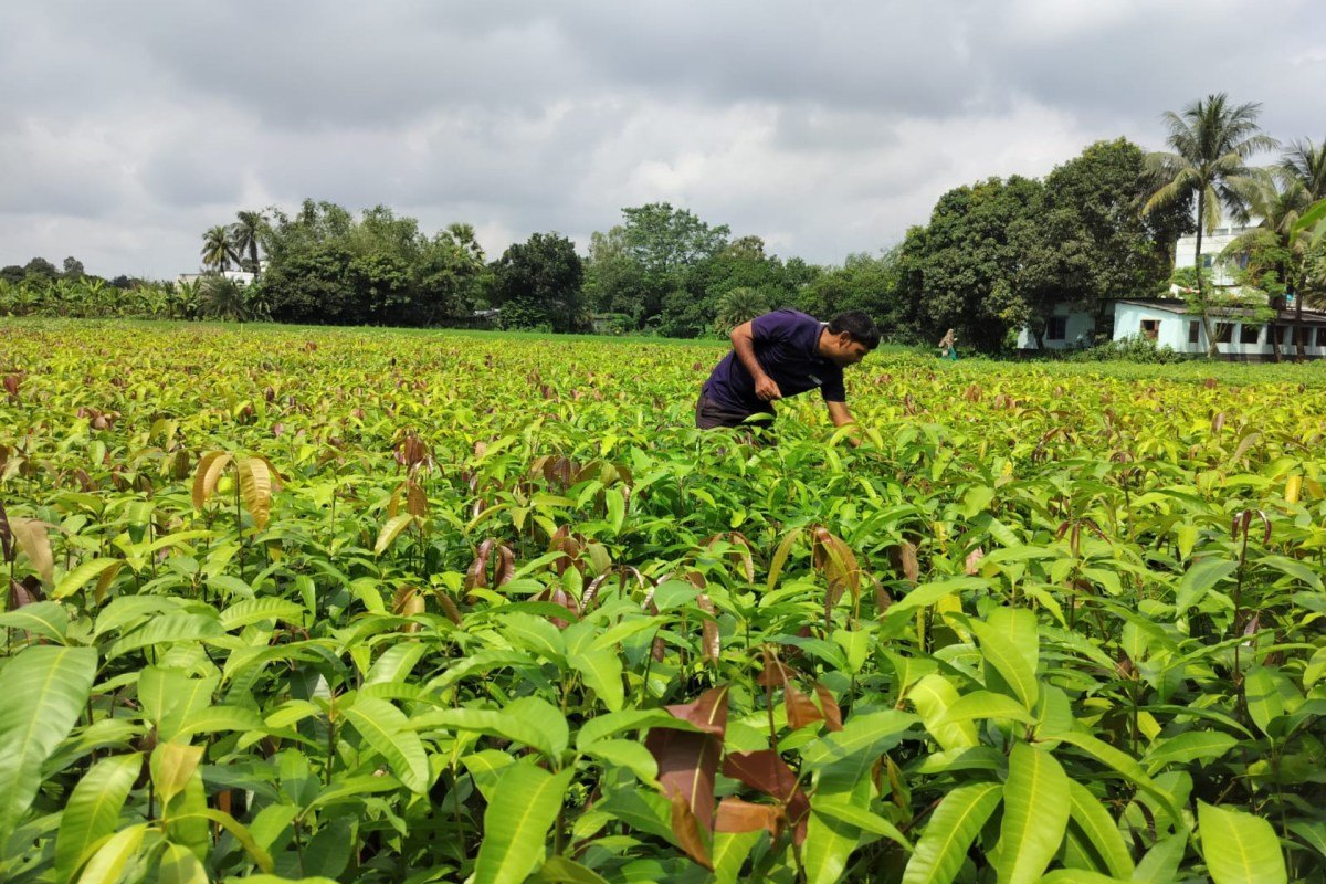 India’s Varaha secures $20M to scale up carbon removal from Global South