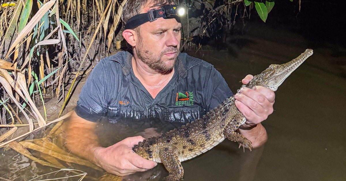 Crocodile found by boy lurking in stream near family home, 1,200 miles from its tropical habitat